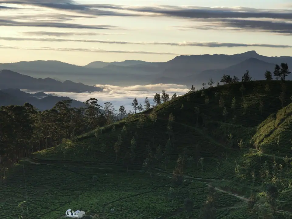 Morning mist settling between tea-covered hills in the hill country